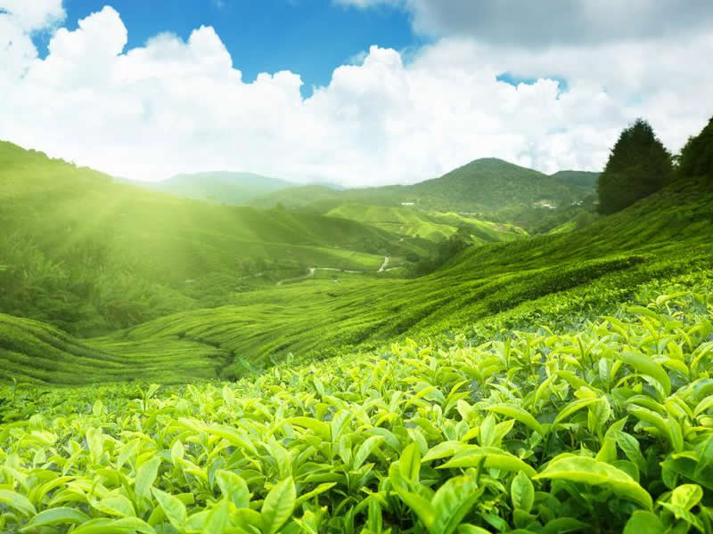 作物應(yīng)用