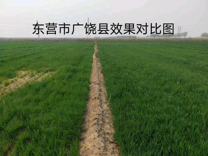 效果展示