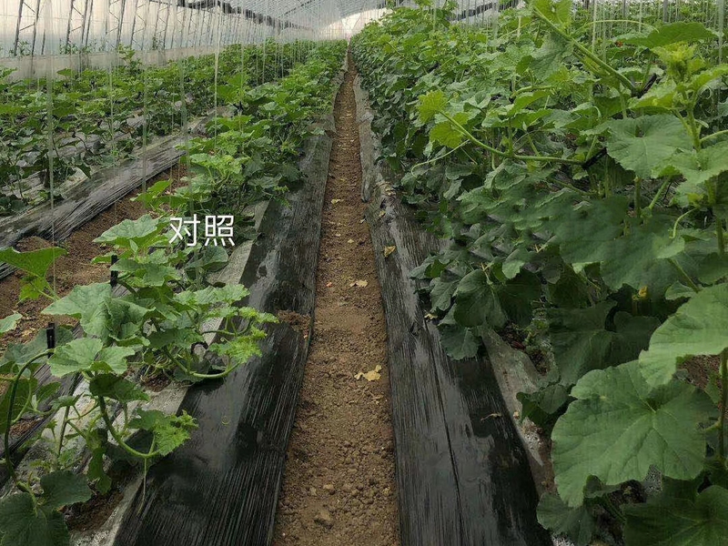 效果展示